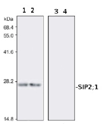SIP2 | Small basic intrinsic protein 2-1 in the group Antibodies Plant/Algal / Membrane Transport System / Endomembrane system at Agrisera AB (Antibodies for research) (AS09 496)